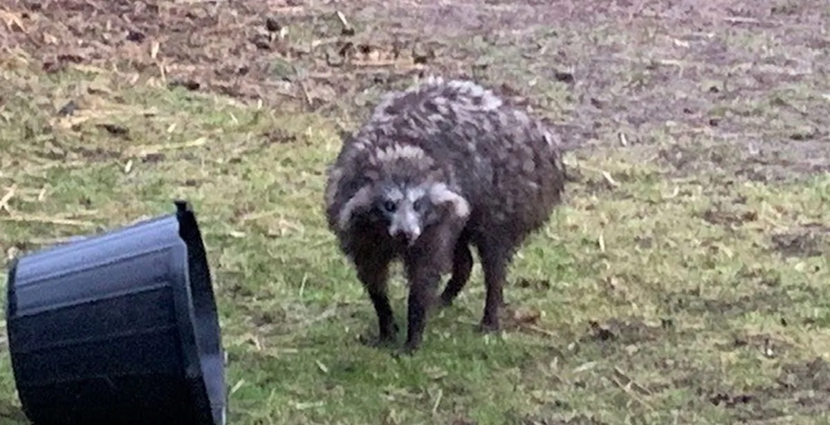 Residents are advised to be vigilant after two Raccoon dogs escape in Clarborough (Nottinghamshire Police)