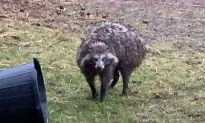 Police Issue Warning About Raccoon Dogs on the Loose in English Village
