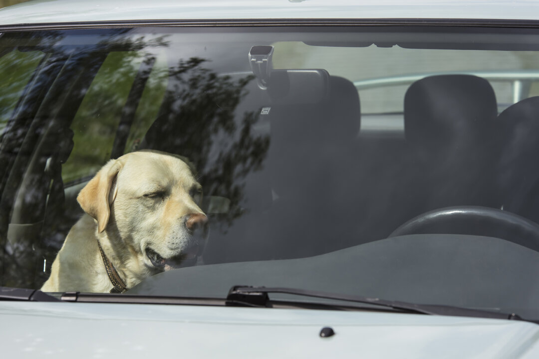 Officer Makes Woman Sit in Hot Car After She Locked Dog Inside With No ...