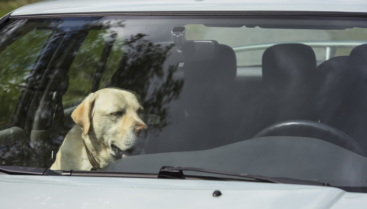 Officer Makes Woman Sit in Hot Car After She Locked Dog Inside With No