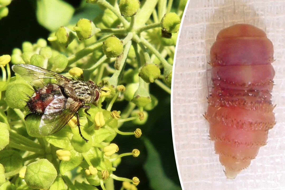 L - A botfly, whose larvae are internal parasites of mammals, including humans. R - A larva of a horse botfly (Gasterophilus intestinalis). (CC0 / Creative Commons CC BY-SA 3.0)