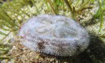 Woman Finds Living Sand Dollar and Flips It Over