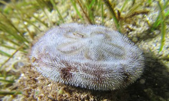 Woman Finds Living Sand Dollar and Flips It Over