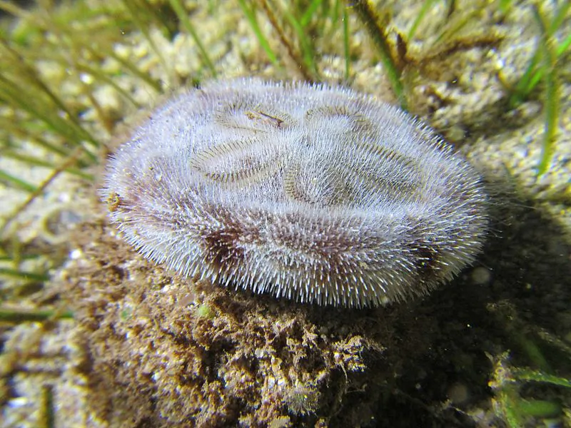 A stock image of a sand dollar (Creative Commons Attribution-Share Alike 4.0 International license.)