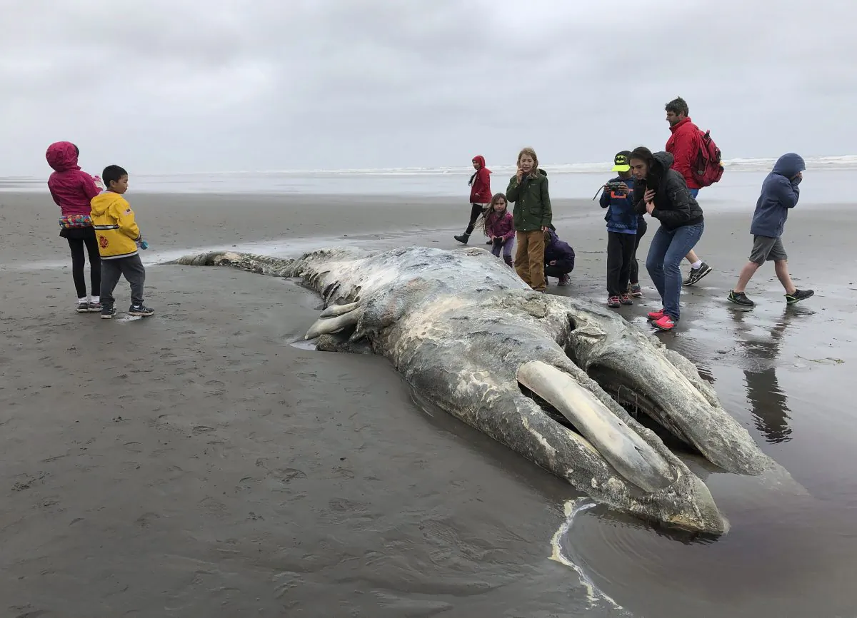 In this May 24, 2019 photo, teachers and students from Northwest Montessori School in Seattle examine the carcass of a gray whale after it washed up on the coast of Washington's Olympic Peninsula. (Gene Johnson/AP Photo/The Canadian Press)