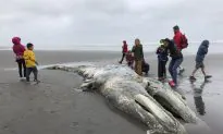 ‘Unusual Mortality Event’ Declared as Grey Whales Appear on West Coast Beaches