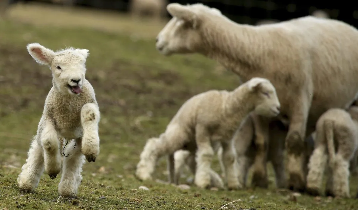 File photo showing a lamb jumping around in a pasture at Scandia Creek Farm in Poulsbo, Wash., on March 8, 2017. (Meegan M. Reid/Kitsap Sun via AP)