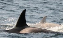 Rare White Young Killer Whale Swimming Off the British Columbia Coast