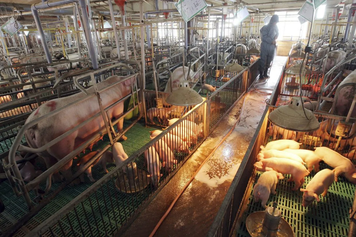 A South Korean farmer sprays disinfectant against a possible swine flu outbreak at a port farm in Paju, South Korea on April 19, 2009. South Korea is scrambling to prevent the spread of the highly contagious African swine fever on its pig herds after North Korea confirmed an outbreak at a farm near its border with China. (Lee Jung-hoon/AP/Yonhap)