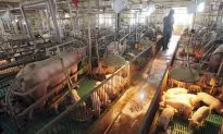 Seoul: North Korea Confirms African Swine Fever Outbreak