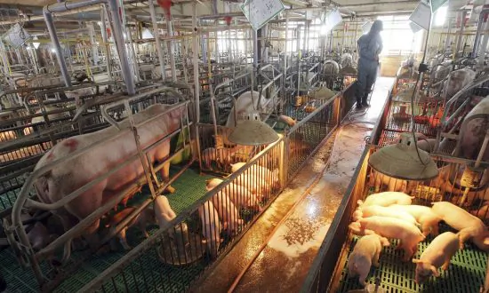 Seoul: North Korea Confirms African Swine Fever Outbreak