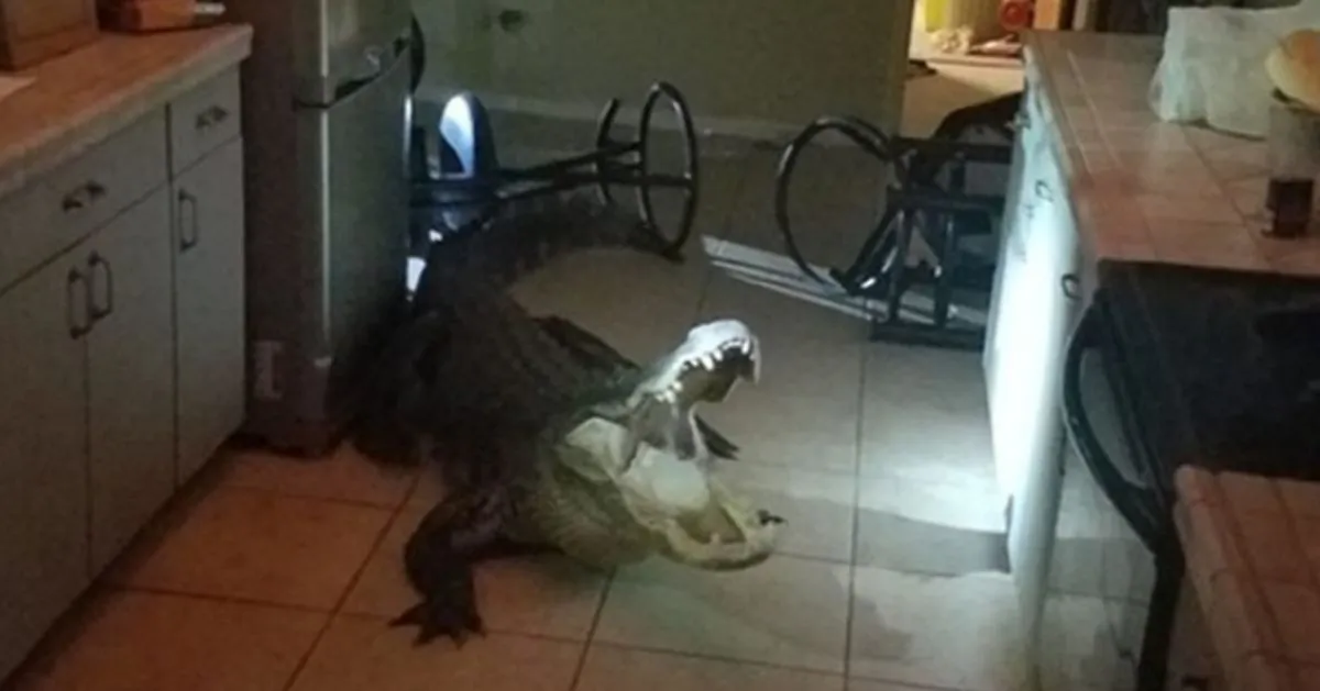 An 11-foot-long alligator was spotted inside a Florida home after going through the window. (Clearwater Police)