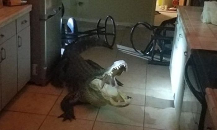An 11-foot-long alligator was spotted inside a Florida home after going through the window. (Clearwater Police)