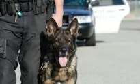 Cop Senses Something ‘Odd’ When K9 Refuses to Sit, Then He’s Given 2 Difficult Choices
