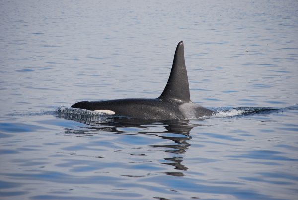 A killer whale (Pixabay)