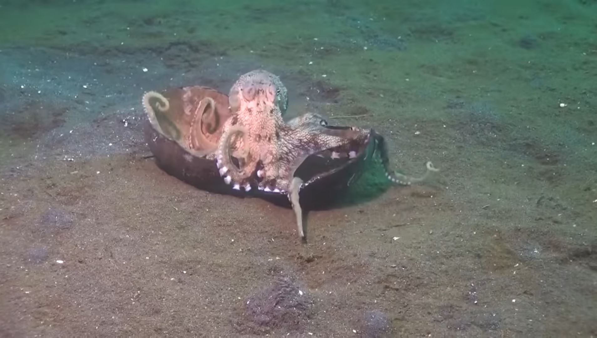 Diver Spots Octopus Using Coconut Shell As a Tool—and He Almost Drowns ...