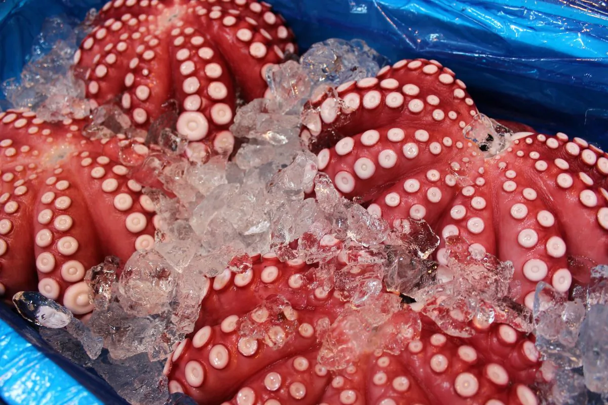 An undated photo showing harvested octopus on ice at a market. A British driver who said he "swerved to avoid an octopus" before crashing his car had taken a cocktail of drugs, a court in the UK has heard. (Pixabay)