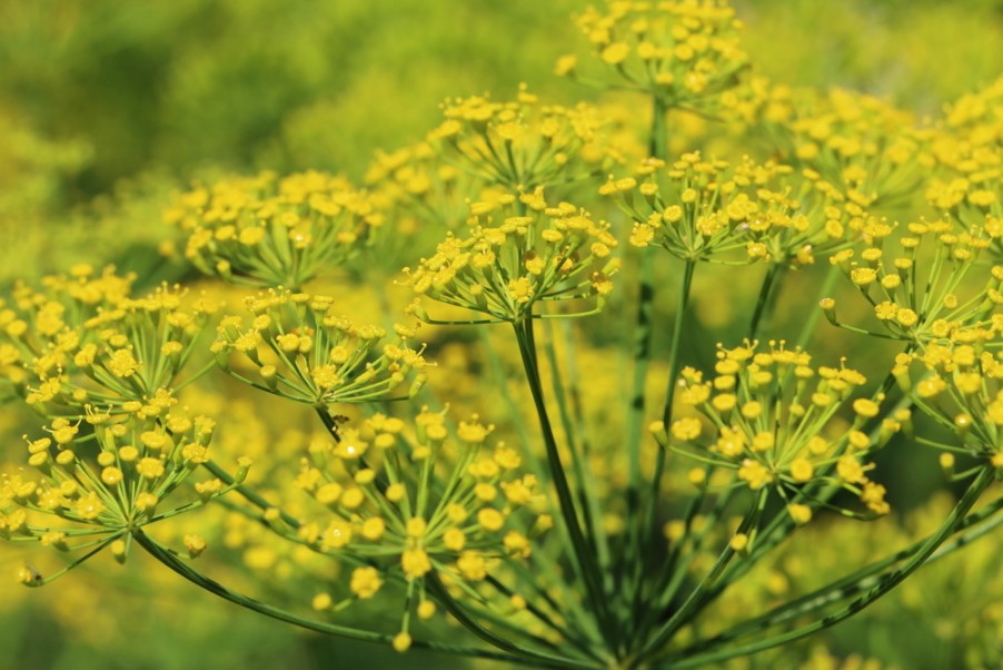 Fennel pollen is harvested from wild fennel, in bloom in the summer. (Shutterstock)