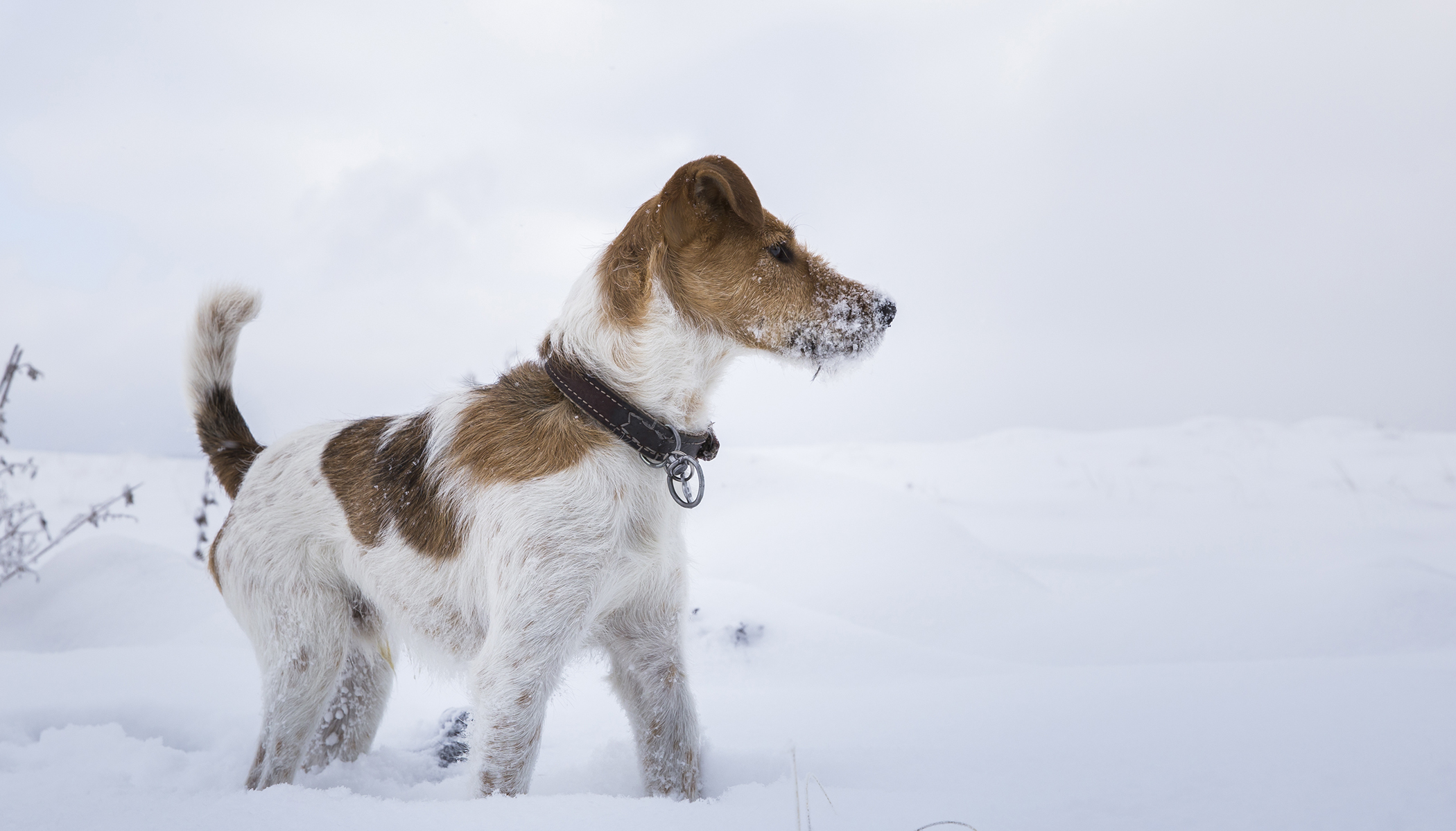 Abandoned Dog Waits in Freezing Park for 5 Days Hoping Her Family Will ...