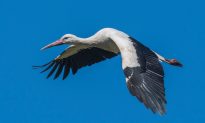 Stork Flies 8,000 Miles Every Year to Reunite With His Wounded Soulmate