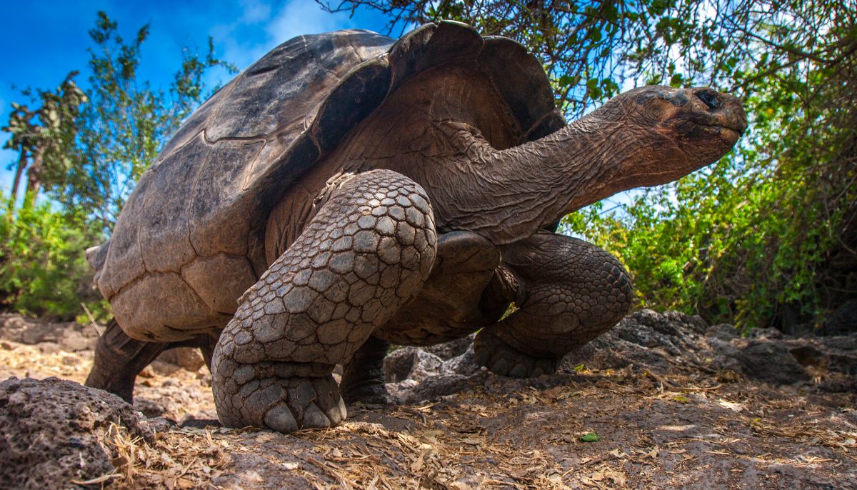 Huge Galapagos Tortoise Mom Gives Birth to Itty-Bitty Baby Tortoises at ...