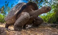 Huge Galapagos Tortoise Mom Gives Birth to Itty-Bitty Baby Tortoises at Zurich Zoo