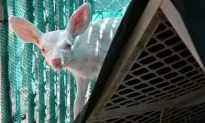 Rare Albino Fawn Found and Rescued by Trucker in California