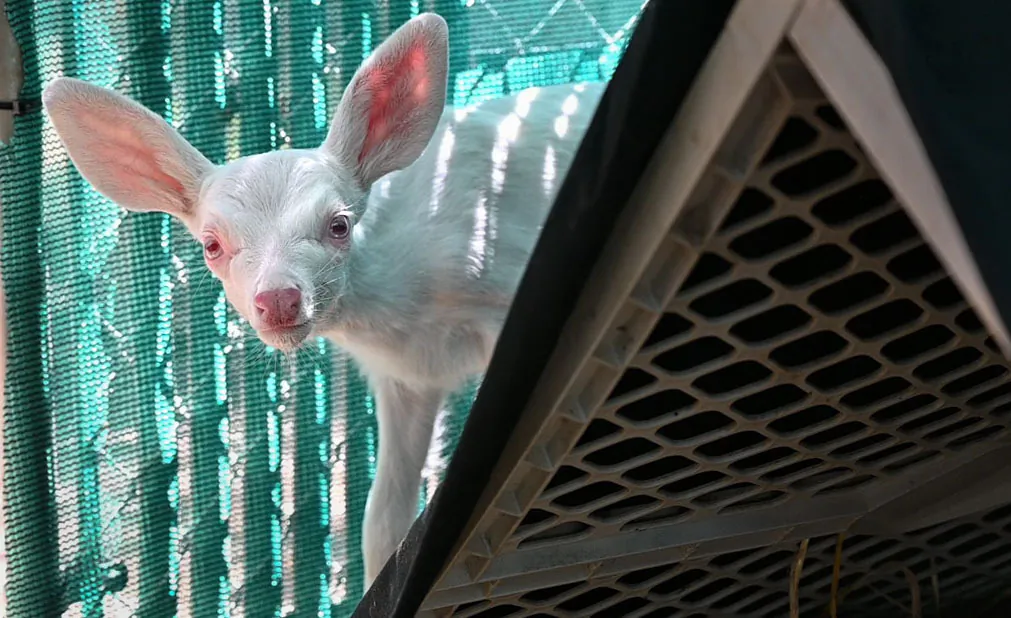 An albino fawn peers out from behind a shelter inside its enclosure at the Kindred Spirits Fawn Rescue in Loomis, Calif. on May 30, 2019. (Lezlie Sterling/The Sacramento Bee via AP)