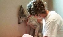 Sick Wolf Dog Was So Scared He Kept Hiding in Corners Until He Met New Friend