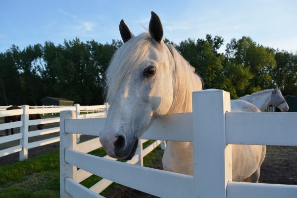 A horse