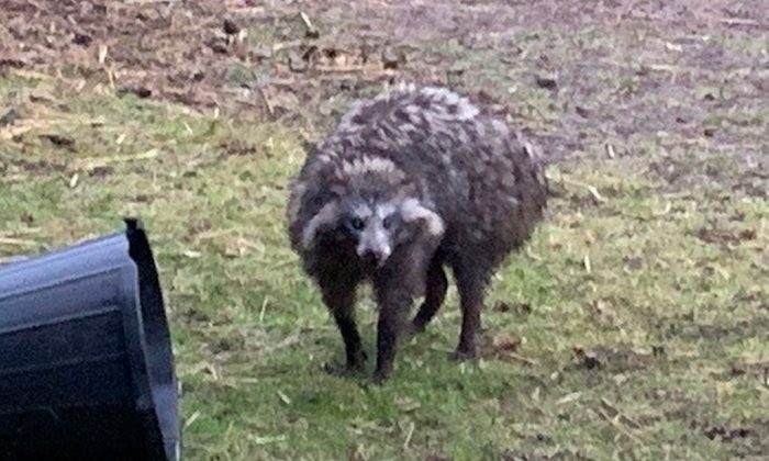Residents were advised to be vigilant after two raccoon dogs escaped in Clarborough, England, on May 29, 2019. (Nottinghamshire Police)
