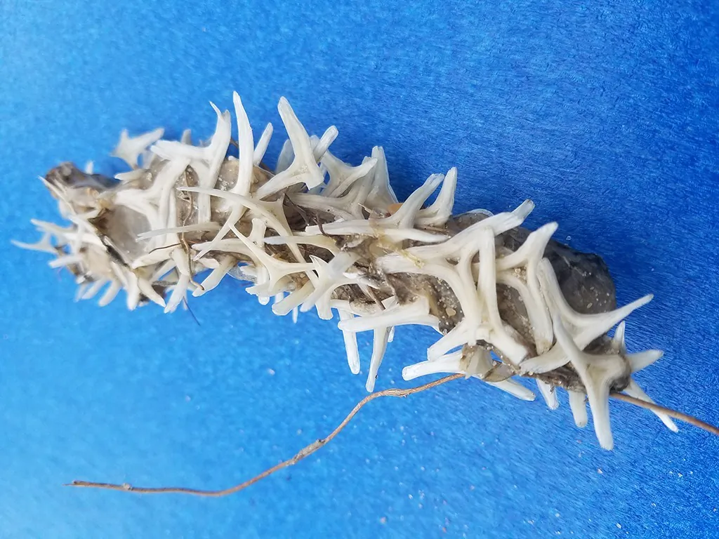 National Park Service is asking people for help to identify a strange-looking bony object. (Cape Lookout National Seashore)