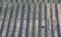 Migrant Workers Facing Obstacles as Canada’s New COVID-19 Travel Rules Roll Out