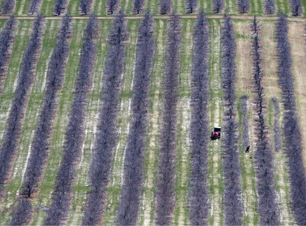 Workers prune fruit trees in Pereaux, NS. on April 22, 2016. (Andrew Vaughan/The Canadian Press)