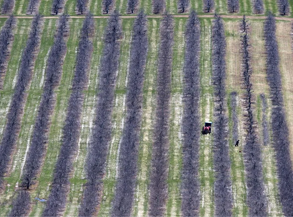 Workers prune fruit trees in Pereaux, N.S., in a file photo. (Andrew Vaughan/The Canadian Press)