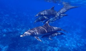 Grieving Dolphin Can't Accept Her Calf Is Dead, Pushes It Through Florida Waters