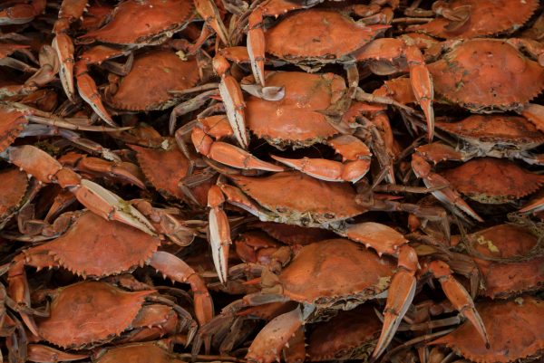 Cooked Blue Crabs (BRENDAN SMIALOWSKI/AFP/Getty Images)