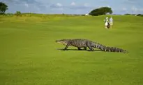 Dog Owner Pries Open Alligator’s Jaws to Save His Pet