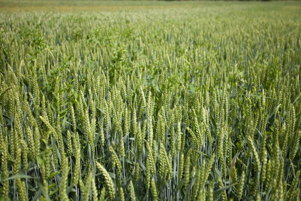 Barilla green wheat fields