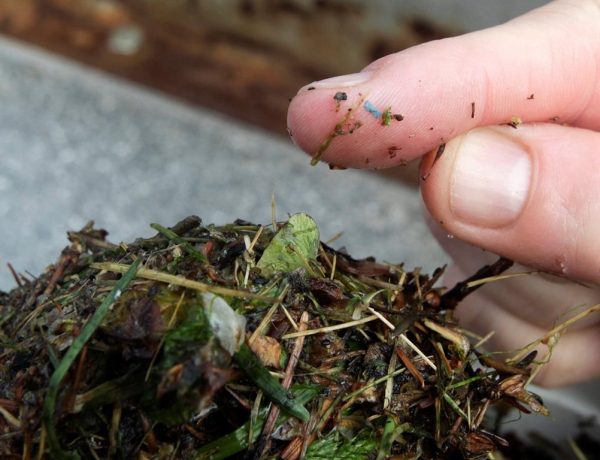 A blue rectangular piece of microplastic is visible on a researcher's finger on Wednesday, May 19, 2010 in Tacoma, Wash. New research suggests North Americans eat, drink and inhale tens of thousands of tiny plastic particles every year. (Ted S. Warren/AP/The Canadian Press)