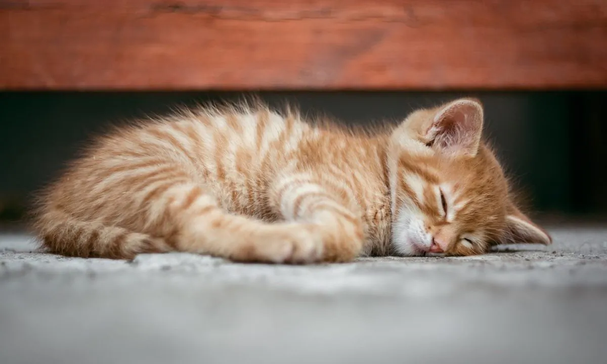 Stock image of a kitten. (Super-mapio/Pixabay)