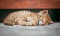 Dozens of Cats Rescued From Home Filled With 200 Dead Animals, Feces, and Garbage