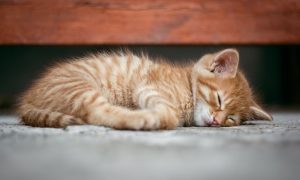 Looking to Declaw Your Cat? Don't Look in New York Anymore