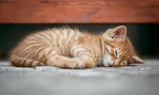 Dozens of Cats Rescued From Home Filled With 200 Dead Animals, Feces, and Garbage
