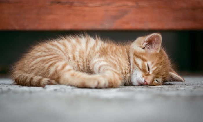 Stock image of a kitten. (Super-mapio/Pixabay)