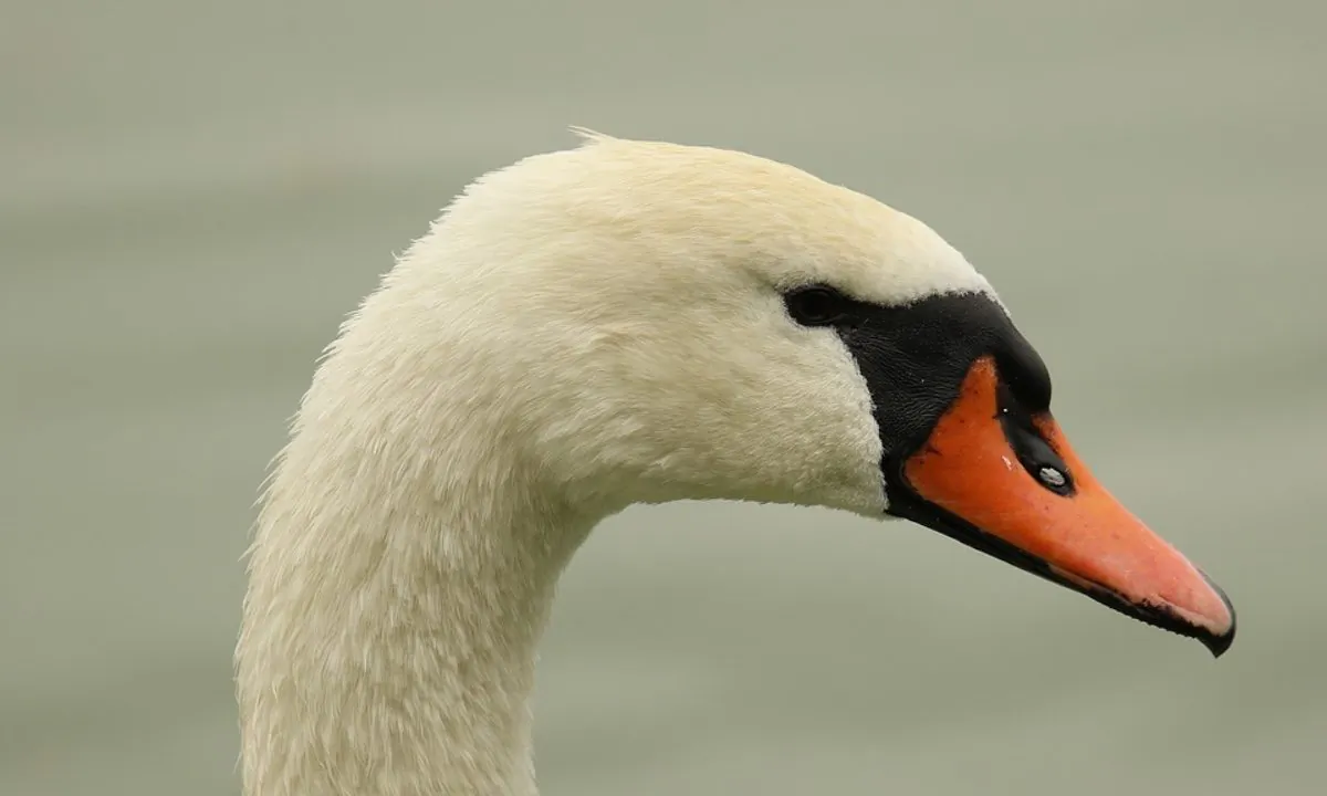 Stock image of a Swan. (OrnaW/Pixabay)