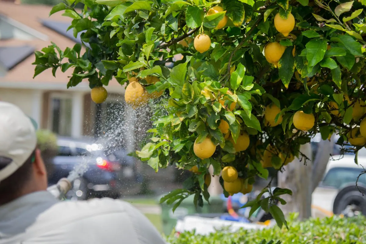 Workers spray insecticide on citrus trees in Whittier, Calif. on April 18, 2018. (Robyn Beck/AFP/Getty Images)