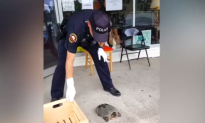 This Officer Is Too Scared to Pick Up This Snapping Turtle