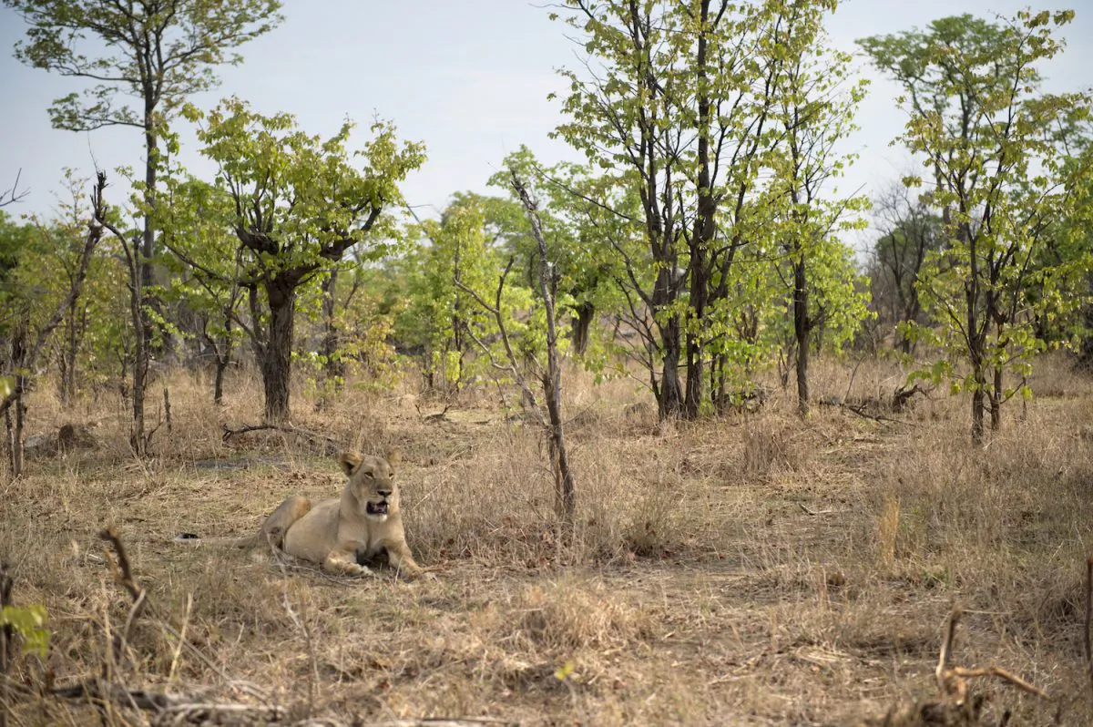 A lioness is pictured in Hwange National Park in Zimbabwe in a file photo. (Martin Bureau/AFP/Getty Images)