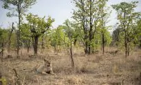 Wildlife Activists Outraged as Zimbabwe’s President Offers Land in National Parks to Chinese Investors